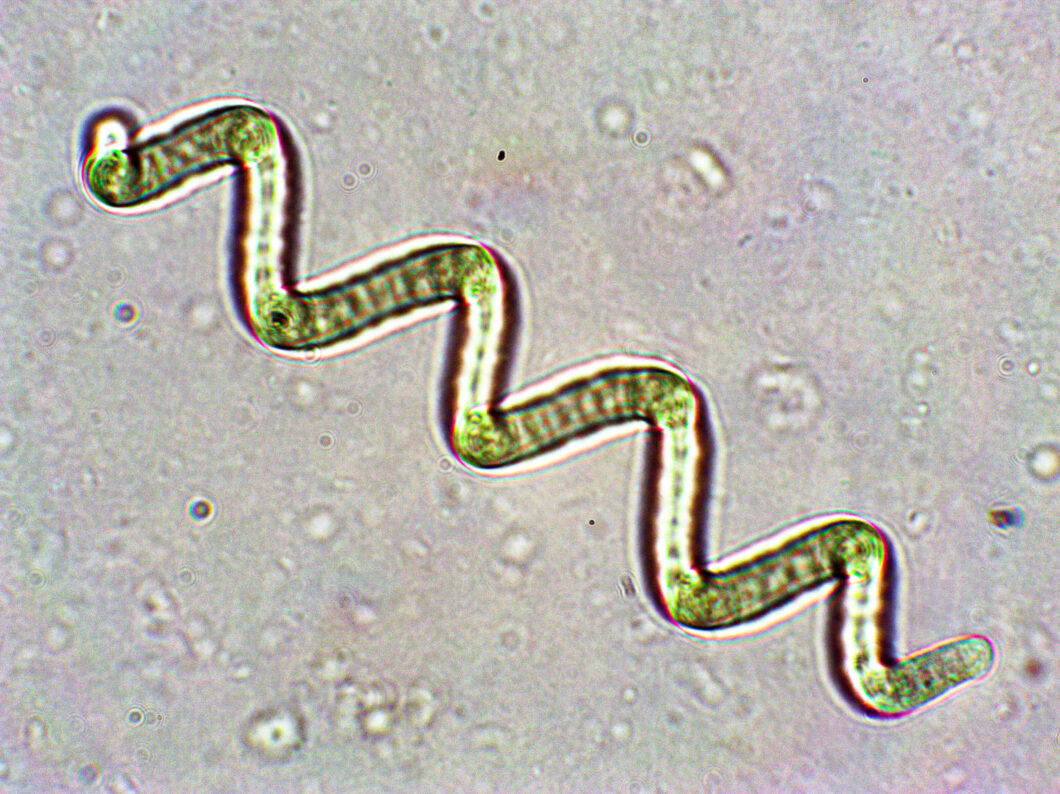 Spirulina platensis Mikroalge in Pelletform Natusat