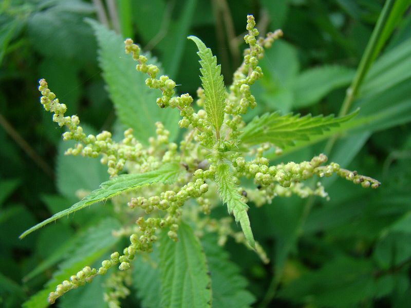Brennessel-gro