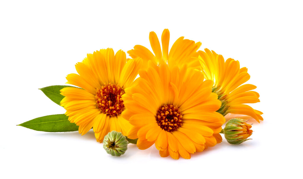 Calendula. Flowers with leaves isolated on white background.